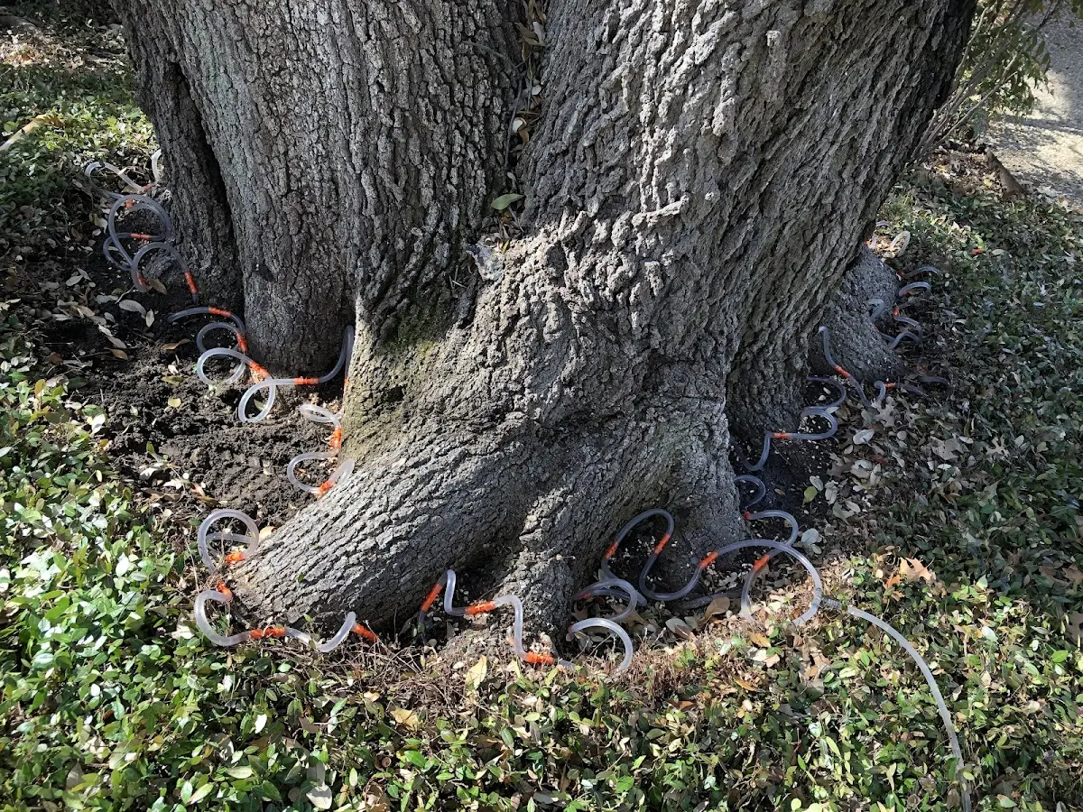 Detailed Tree Cabling and Bracing job site in Clubb