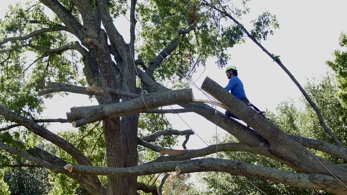 Professional Crown Thinning performed by certified arborists in Clubb
